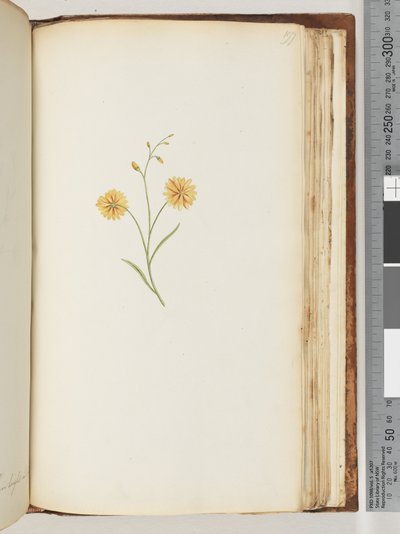 未確認の植物 作： Unknown