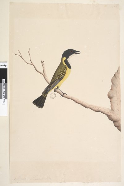 ページ19. 4月。ナチュラルサイズキバラモズヒタキPachycephalapectoralis、オス、1791-92 作： Unknown artist