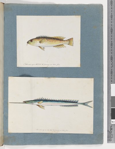 1ページ目。正体不明の魚。2.正体不明の魚（水彩・紙 作： Unknown artist