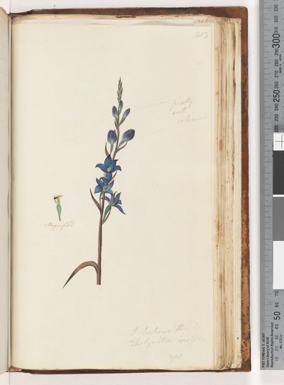 Page 203.これはThelymitra ixioides - Spotted Sun Orchidだと思います 作： Unknown