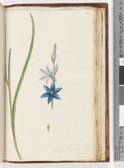 ページ204.Thelymitra ixiodes - Spotted Sun Orchid 作： Unknown artist