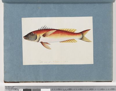 20ページ。正体不明の魚 作： Unknown artist