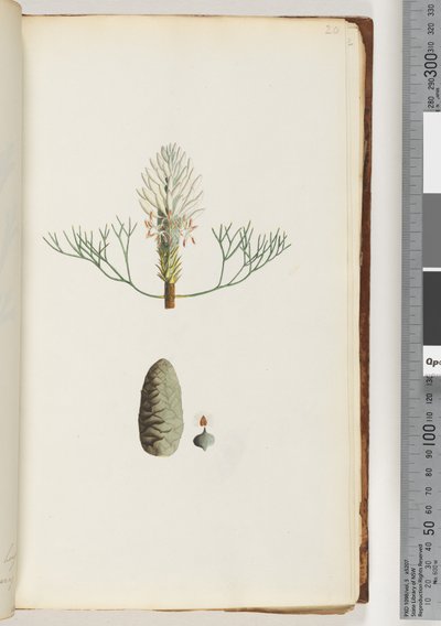 20ページ。名前のない植物 作： Unknown artist