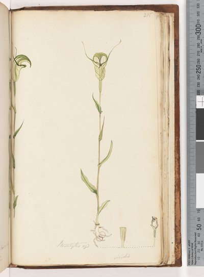 ページ215.Pterostylis op - green 作： Unknown artist