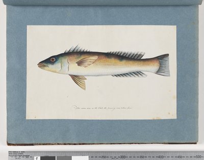 21ページ。正体不明の魚 作： Unknown artist
