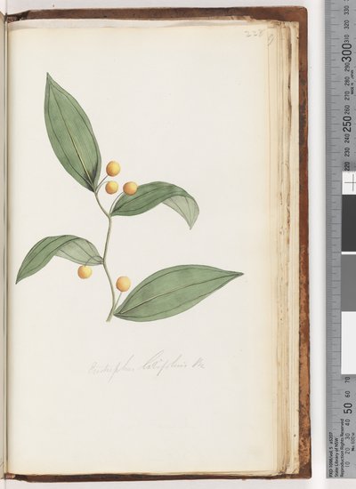 ページ228。EustrephuslatifoliusBr。ウォンバットベリー 作： Unknown artist