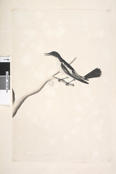 22ページ。11月、自然なサイズの白、翼のあるTriller Lalage sueurii、オス、1791-92 作： Unknown artist
