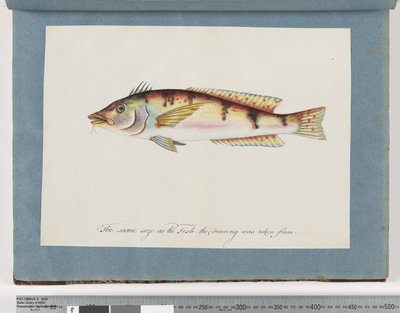22ページ。正体不明の魚 作： Unknown artist