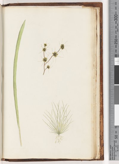 ページ234a。 1-4未確認の植物 作： Unknown artist