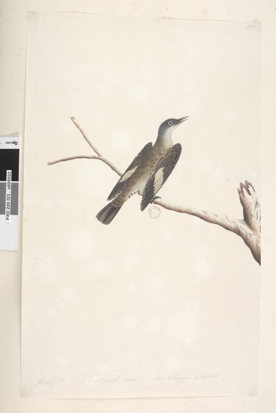 23ページ。5月、自然なサイズ、虹彩と舌が疑わしいブラウンツリー、Creeper Climacterus picumnus、1791-92 作： Unknown artist