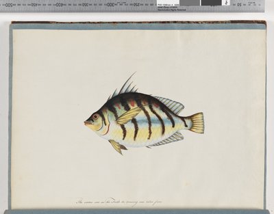 23ページ。正体不明の魚 作： Unknown artist