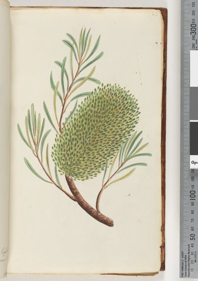 23ページ。名前のない顕花植物 作： Unknown artist