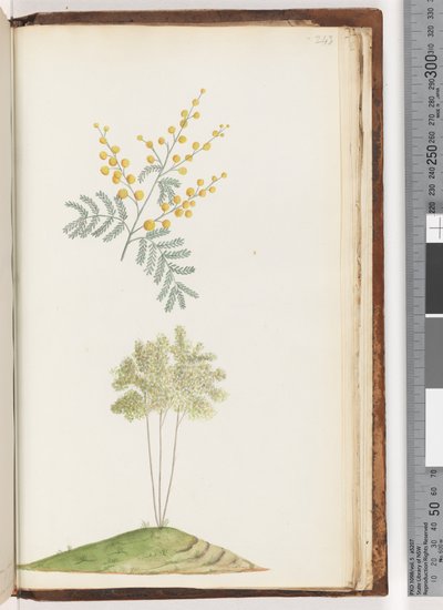 ページ243。名前のない顕花植物 作： Unknown artist