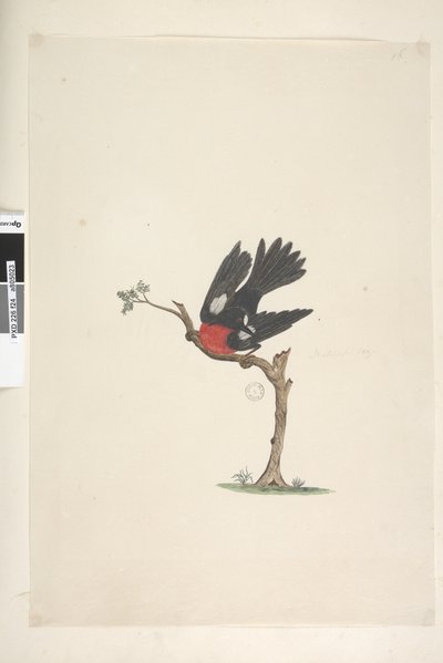 24ページ。自然なサイズの緋色のロビンペトロイカマルチカラー、男性、ノーフォーク島、1791-92 作： Unknown artist