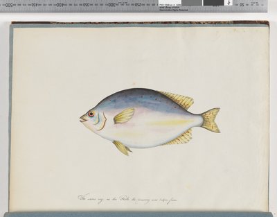 24ページ。正体不明の魚 作： Unknown artist
