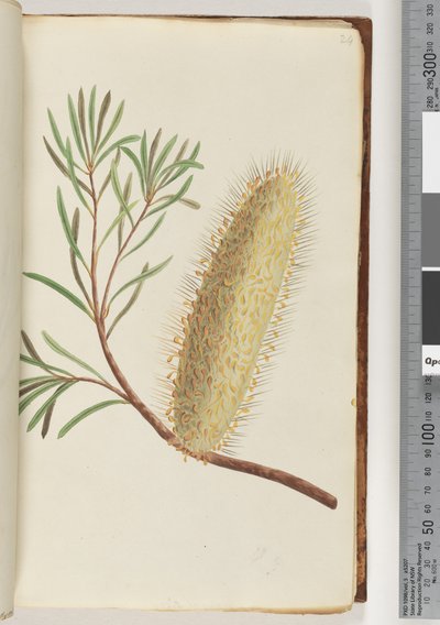 24ページ。名前のない顕花植物 作： Unknown artist