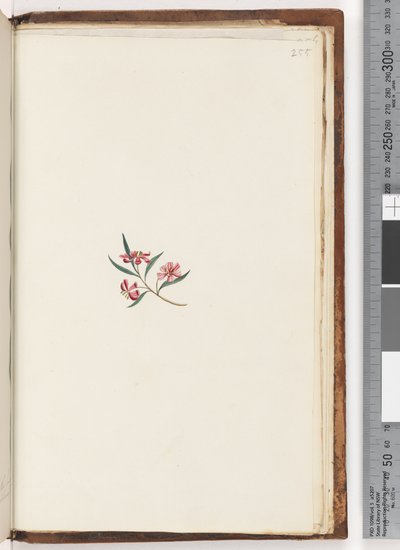 ページ255。未確認の植物 作： Unknown artist