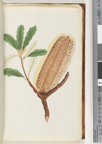 26ページ。名前のない顕花植物 作： Unknown artist