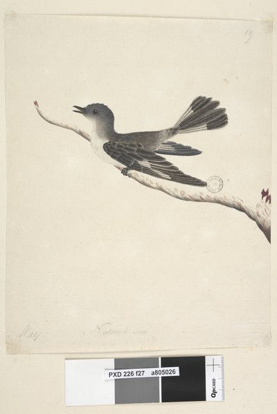 27ページ。5月。自然なサイズのクロズキンヒタキ、メスのMelanodoryas cucullata、1791-92 作： Unknown artist