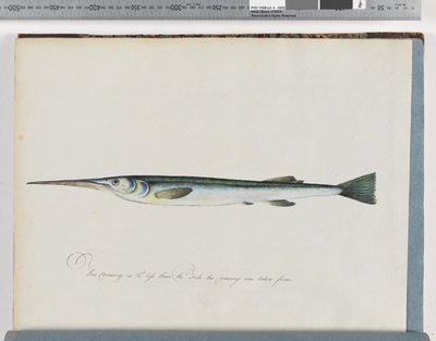27ページ。正体不明の魚 作： Unknown artist