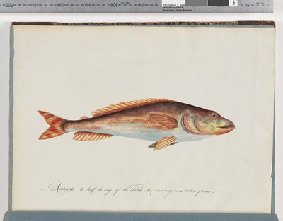 29ページ。正体不明の魚 作： Unknown artist