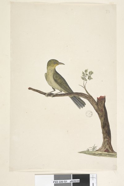 31ページ....？ほっそりした、請求された白、Eye Zosterops tenuirostris、1791-92 作： Unknown artist