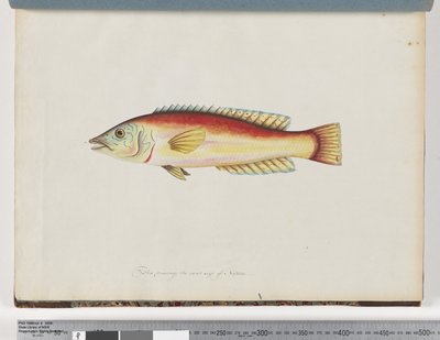 31ページ。正体不明の魚 作： Unknown artist