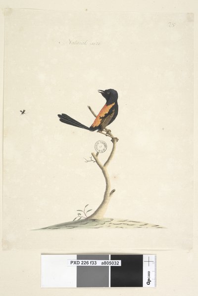 33ページ。自然なサイズの赤、裏打ちされたWren Malurus melanocephalu、オス、1791-92 作： Unknown artist