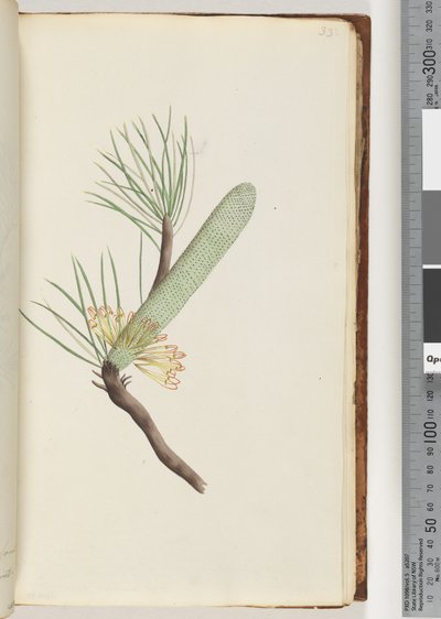 33ページ。植物、バンクシアスピヌロサ 作： Unknown artist