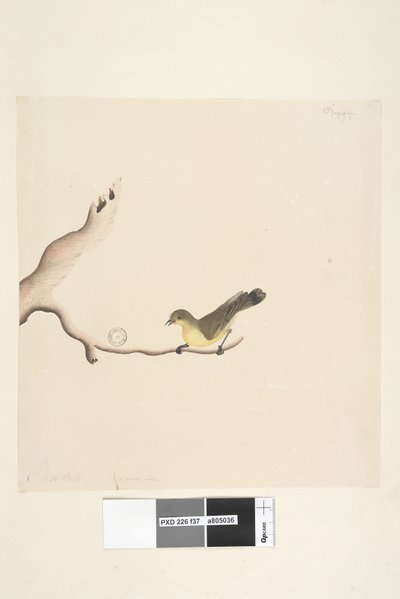 ページ37。10月。ナチュラルサイズイエローソーンビルAcanthizanana、1791-92 作： Unknown artist