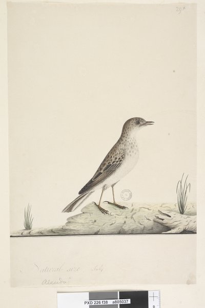 38ページ。アルンドゥ？別の手でタイトルの上自然なサイズ、7月Pipit Anthus australis、1791-92 作： Unknown artist