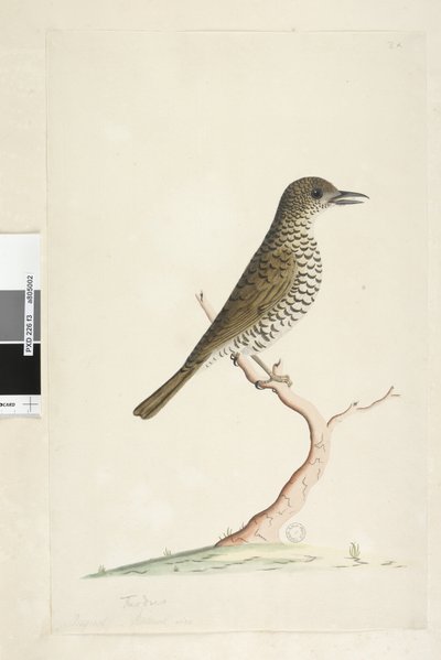 ページ3。ツグミ。別の手でタイトルの下に8月の自然なサイズ。ゴマフジツグミZootheralunulata、1791-92 作： Unknown artist