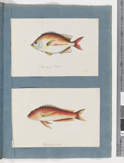 ページ 3.正体不明の魚 4.正体不明の魚（水彩・紙 作： Unknown artist