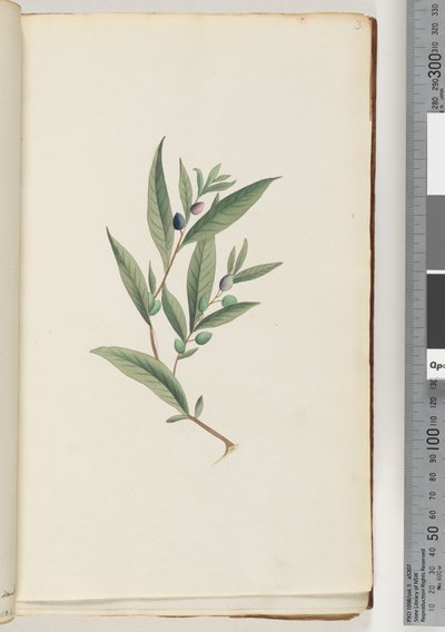 ページ3。未確認の植物 作： Unknown artist
