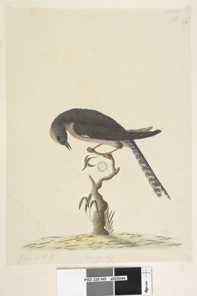 45ページ。自然なサイズ。右上の別の手A左下のBief44ファン、尾のあるカッコウCacomantis pyrrhophanus、1791-92 作： Unknown artist
