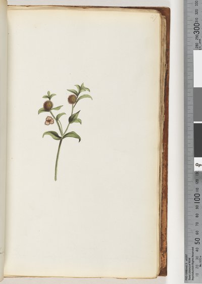 47ページ。正体不明の植物 作： Unknown artist