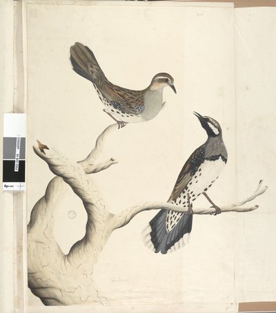 ページ4。ツグミ。別の手で描かれた自然なサイズは、1792年6月にコロニーでまだ見られた唯一の種類の2つです。ウズラチメドリCinclosoma punctatum、1791-92 作： Unknown artist