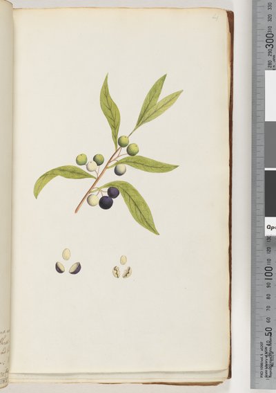 ページ4。未確認の植物 作： Unknown artist