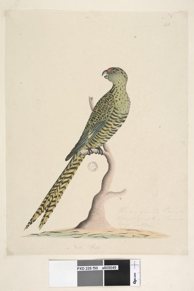 50ページ。これはキジインコであり、木に行くことはなく、めったに行きません。別の手のNatlの下部中央に。サイズ。キジインコPezoporuswallicus、1791-92 作： Unknown artist