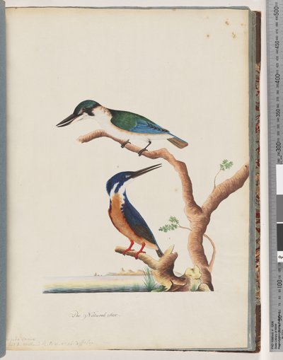 53ページ。1。神聖なカワセミ。アルセドサクレ2。紺碧のカワセミ。 2、3つま先のN. Holland Kingfisher 作： Unknown artist