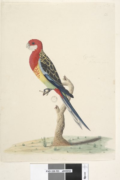53ページ。コレラ。自然なサイズのナナクサインコPlatycercuseximius、1791-92 作： Unknown artist