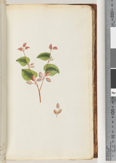 55ページ。正体不明の植物 作： Unknown artist