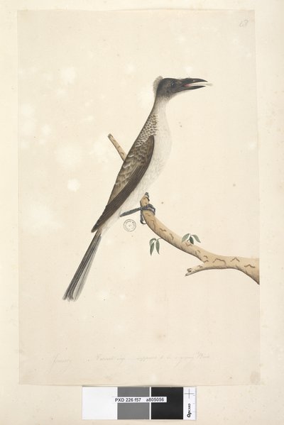57ページ。1月。自然な大きさ、若い鳥と思われる騒々しいズグロハゲミドリPhilemon corniculatus、1791-92 作： Unknown artist