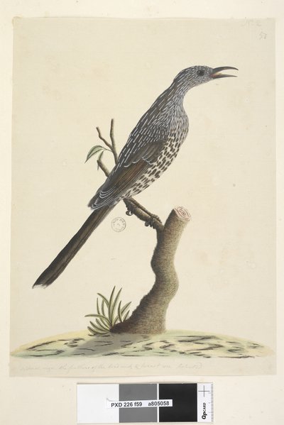 59ページ。自然なサイズ、頭の首と胸の羽は尖っていますブラシワトル、鳥Anthochaera chrysoptera、1791-92 作： Unknown artist