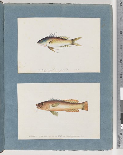 ページ5.正体不明の魚6.正体不明の魚 作： Unknown artist