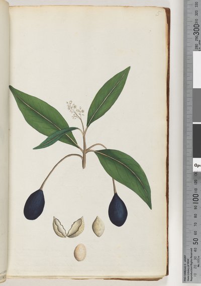 ページ5。未確認の植物 作： Unknown artist