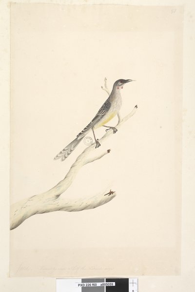ページ60。6月。スケールで自然なサイズの半分に縮小アカミミダレ、鳥Anthochaera carunculata、1791-92 作： Unknown artist