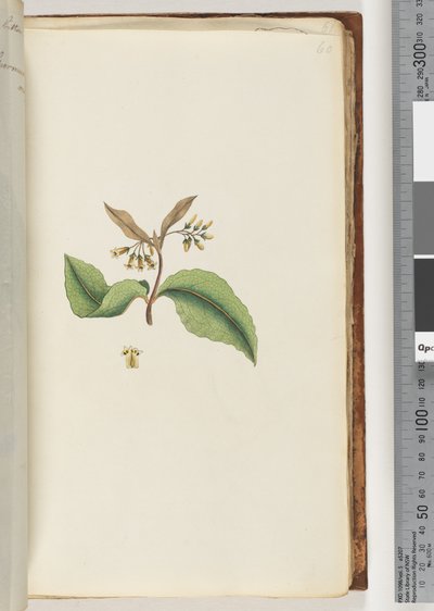 60ページ。正体不明の植物 作： Unknown artist