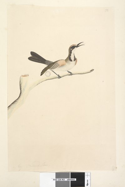 ページ63。5月。自然なサイズのカレハミツスイPhylidonyrismelanops、1791-92 作： Unknown artist