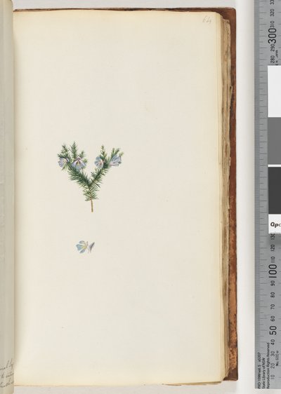 64ページ。正体不明の植物 作： Unknown artist